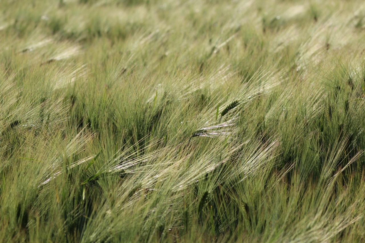 services-03 Close-up of vibrant green wheat field swaying gently in the summer breeze.