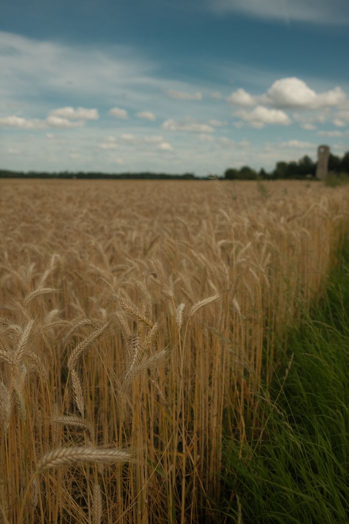 Serene wheat field under a vibrant blue sky with clouds, ideal for nature backgrounds.