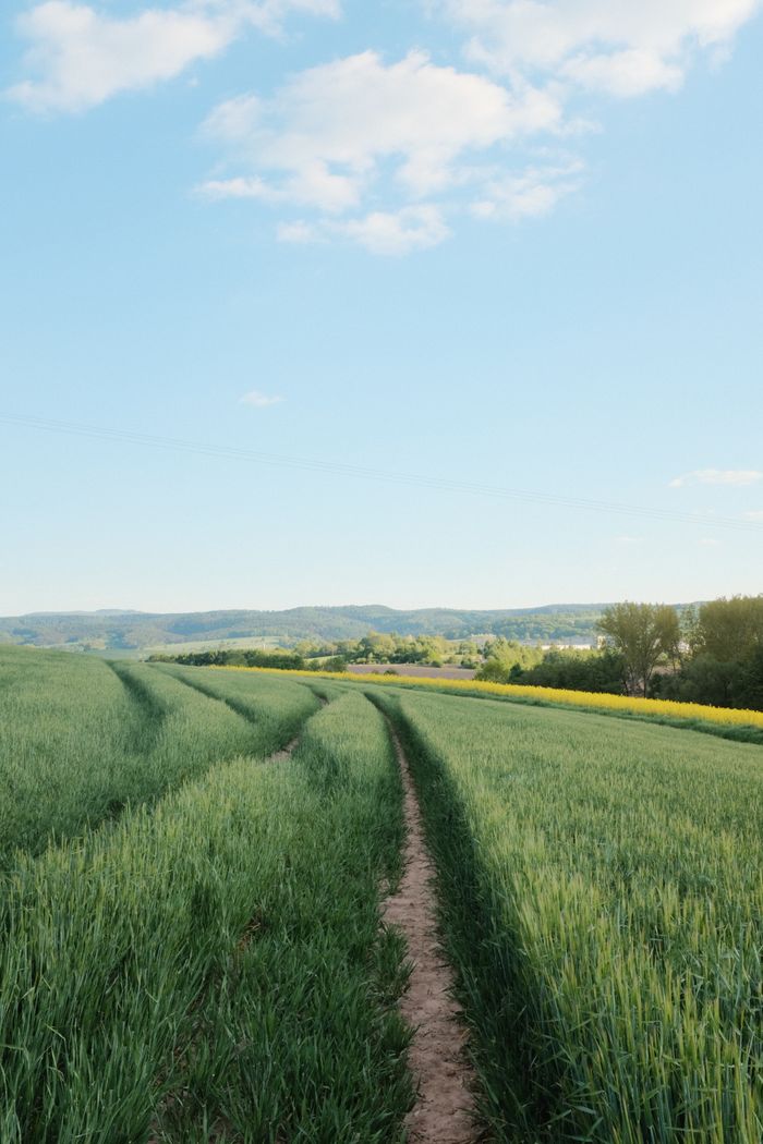 Serene rural landscape featuring a dirt pathway through lush green fields under a blue sky.